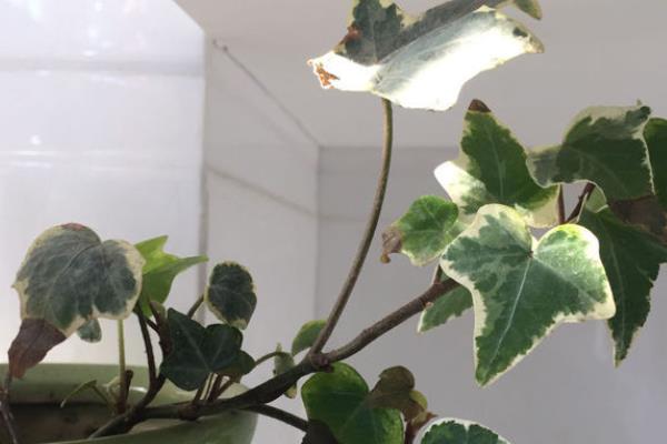 常春藤叶片干枯的原因及解决方法，可能是光照不当或温度不当所致