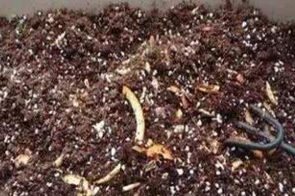 盆栽幸福树的养殖方法，生长期每个月追施一次肥料