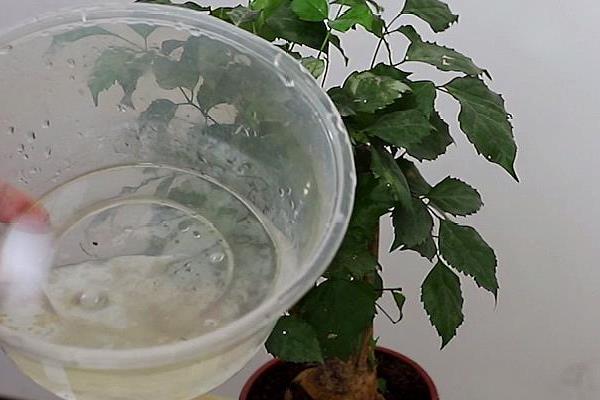 盆栽幸福树的养殖方法，生长期每个月追施一次肥料