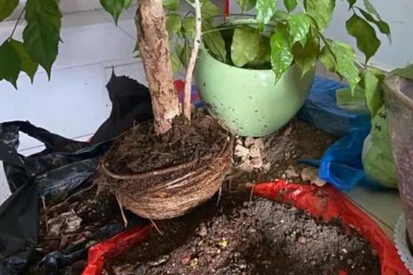 盆栽幸福树的养殖方法，生长期每个月追施一次肥料