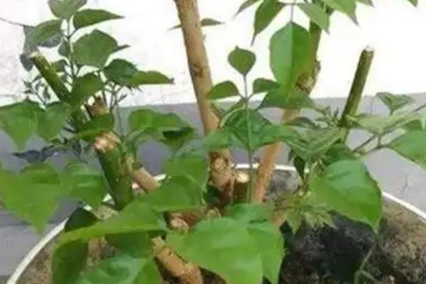 盆栽幸福树的养殖方法，生长期每个月追施一次肥料