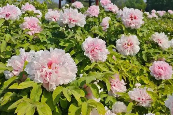 牡丹的开花季节，一般为春季