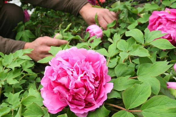 牡丹的开花季节，一般为春季