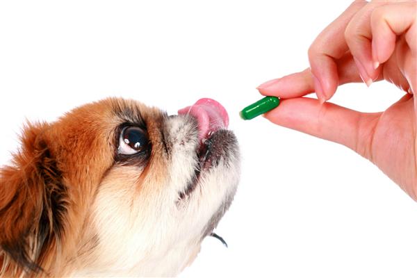 给狗狗喂药的方法，以下4种方式可以选择