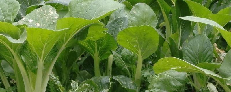 小白菜卷叶子的原因，可能是蚜虫危害或施肥不当所致