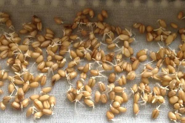 秋播作物怎么使用微肥，浸种、拌种、喷施、土施均可采用