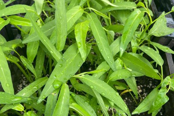 空心菜什么品种产量高，常见的有三梗大叶、大叶白等