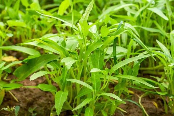空心菜什么品种产量高，常见的有三梗大叶、大叶白等