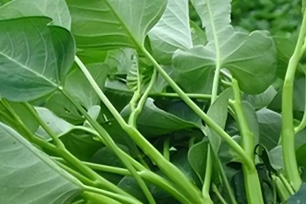 空心菜什么品种产量高，常见的有三梗大叶、大叶白等