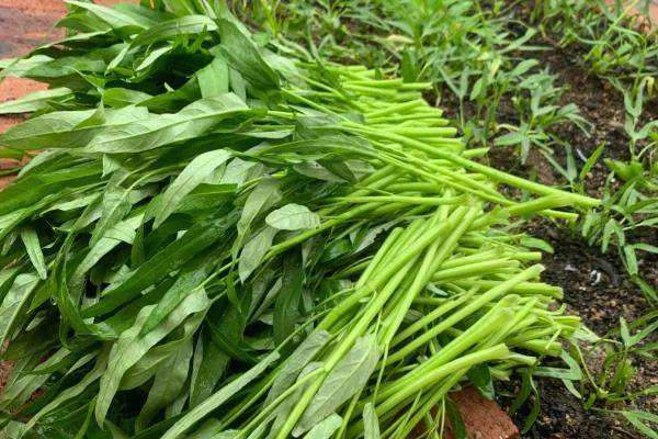 空心菜什么品种产量高，常见的有三梗大叶、大叶白等