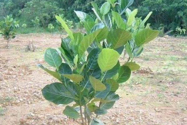 菠萝蜜的浇水间隔，根据季节调整浇水间隔