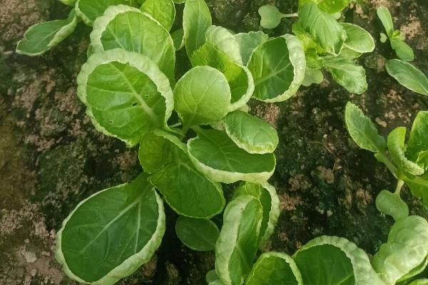 小白菜卷叶子的原因，可能是蚜虫危害或施肥不当所致