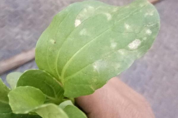小白菜卷叶子的原因，可能是蚜虫危害或施肥不当所致