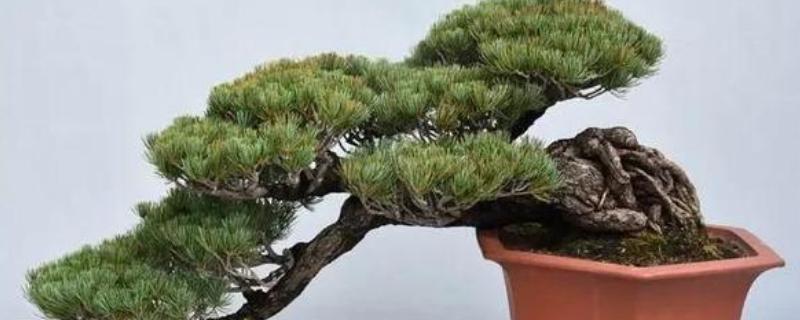 怎么养松柏盆景，置于温暖向阳的环境中养殖为佳