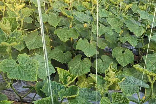 黄瓜什么时候需要施肥，发芽期、幼苗期、初花期都需要施肥