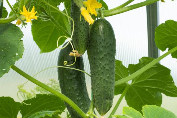 黄瓜什么时候需要施肥，发芽期、幼苗期、初花期都需要施肥