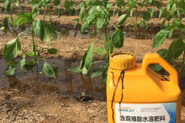 黄瓜什么时候需要施肥，发芽期、幼苗期、初花期都需要施肥