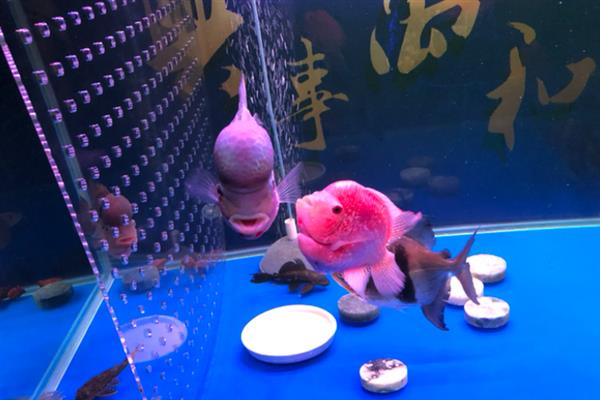 罗汉鱼适合与哪些鱼混养，有鹦鹉鱼、地图鱼等品种