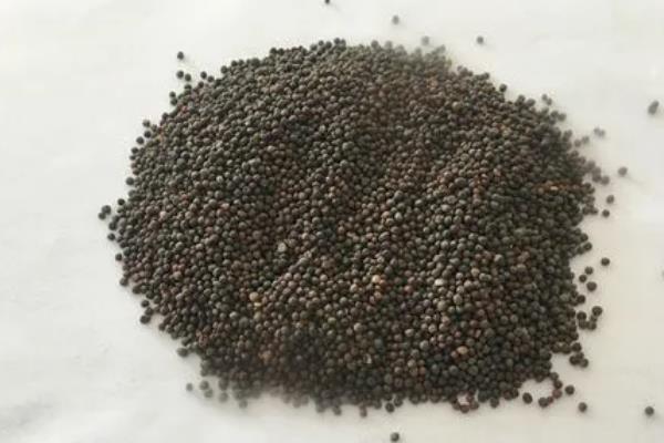 卷心菜如何育苗，一般采用播种育苗的方法