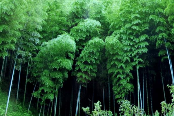 屋后山坡种植毛竹能否稳定坡体，有助于山坡稳定还能观赏