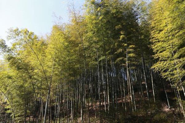 屋后山坡种植毛竹能否稳定坡体，有助于山坡稳定还能观赏