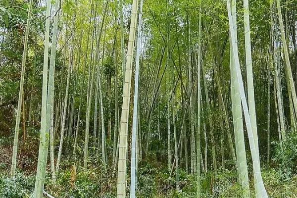 屋后山坡种植毛竹能否稳定坡体，有助于山坡稳定还能观赏