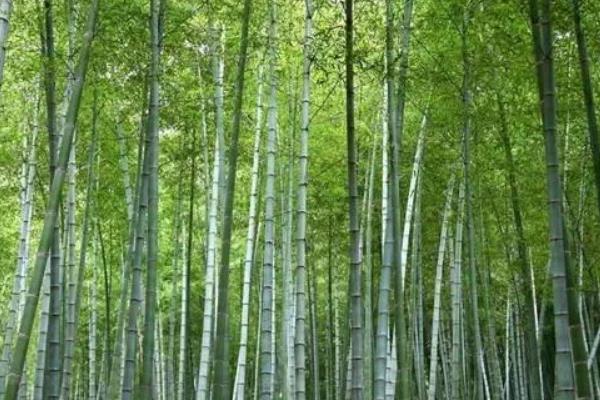 屋后山坡种植毛竹能否稳定坡体，有助于山坡稳定还能观赏
