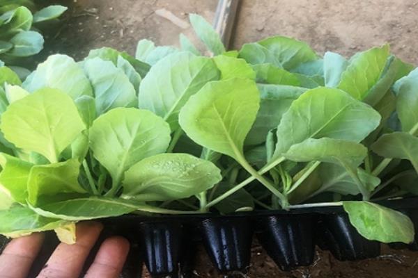 卷心菜如何育苗，一般采用播种育苗的方法
