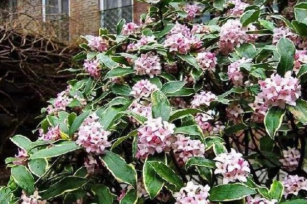瑞香的施肥方法，生长期每隔10天追施一次肥液