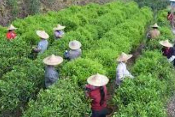 黄粄的制做材料，用糯米、柴草、杨梅叶制成