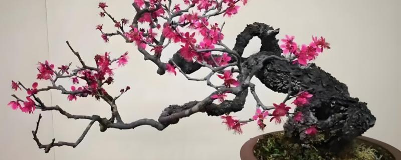 梅花冬天能否养在室外，南方地区可在室外养护