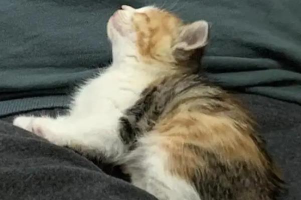 小猫肚子咕咕叫的原因，感到饥饿、患上肠胃炎、感染寄生虫等因素均会导致