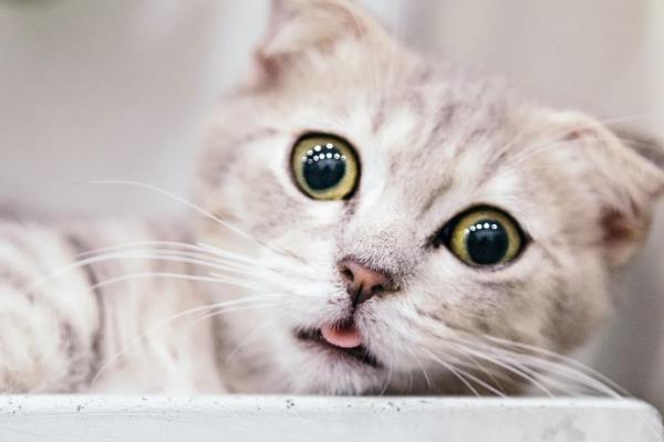 小猫肚子咕咕叫的原因，感到饥饿、患上肠胃炎、感染寄生虫等因素均会导致