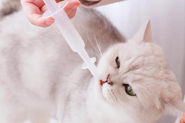 小猫肚子咕咕叫的原因，感到饥饿、患上肠胃炎、感染寄生虫等因素均会导致
