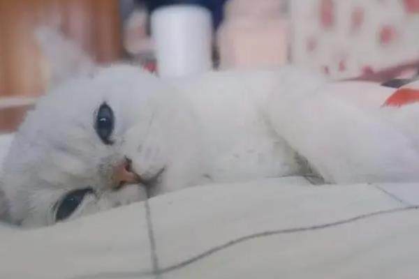 小猫肚子咕咕叫的原因，感到饥饿、患上肠胃炎、感染寄生虫等因素均会导致