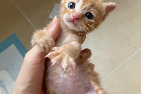 小猫肚子咕咕叫的原因，感到饥饿、患上肠胃炎、感染寄生虫等因素均会导致