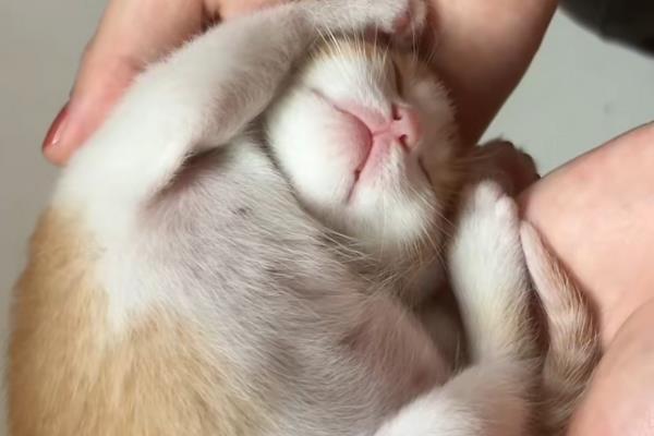 小猫肚子咕咕叫的原因，感到饥饿、患上肠胃炎、感染寄生虫等因素均会导致