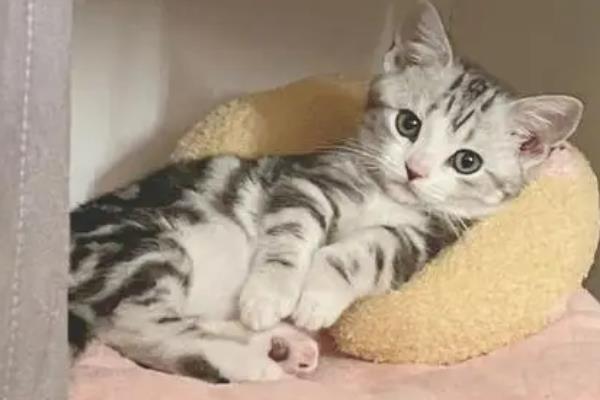 小猫肚子咕咕叫的原因，感到饥饿、患上肠胃炎、感染寄生虫等因素均会导致