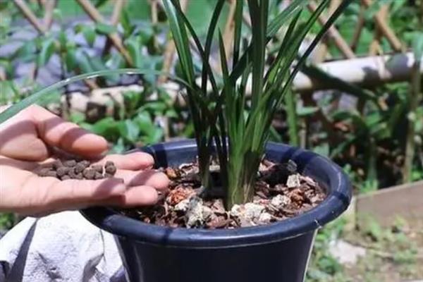 兰花的养殖方法，以散射光环境养护为宜