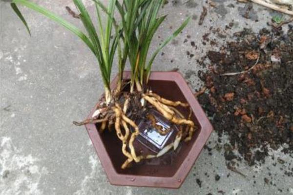 兰花的养殖方法，以散射光环境养护为宜
