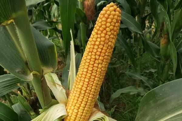 先玉047玉米种简介，夏播生育期105天