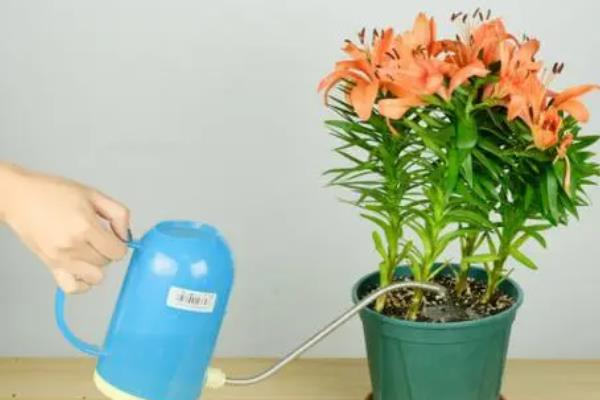 百合花放在卧室里对人体有没有害，将其养在卧室对人体无害