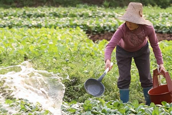怎么种植苋菜，露天地栽可在3月份播种