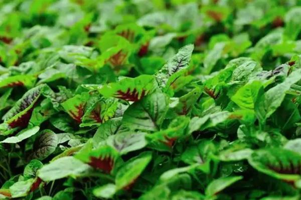 怎么种植苋菜，露天地栽可在3月份播种