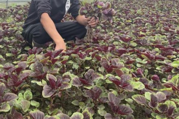 怎么种植苋菜，露天地栽可在3月份播种