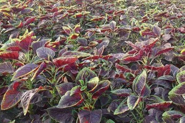 怎么种植苋菜，露天地栽可在3月份播种