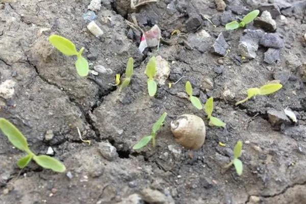 怎么种植苋菜，露天地栽可在3月份播种