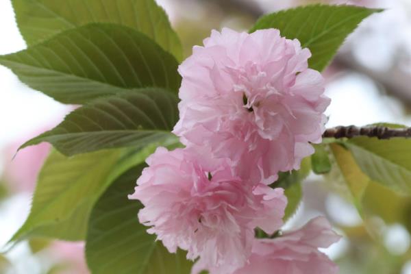 樱花有什么花语，代表只爱你、纯洁美好、绚烂多彩