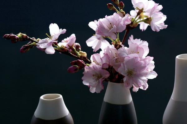 樱花有什么花语，代表只爱你、纯洁美好、绚烂多彩