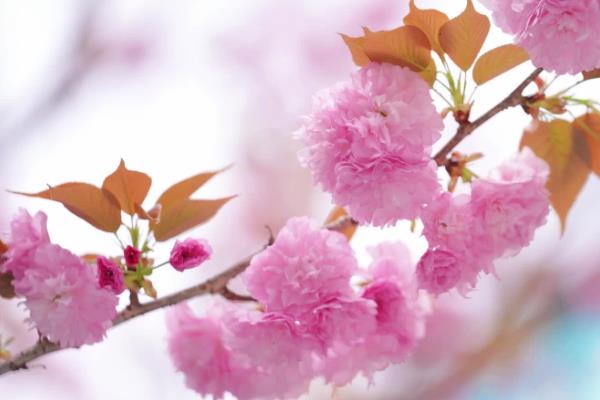 樱花有什么花语，代表只爱你、纯洁美好、绚烂多彩